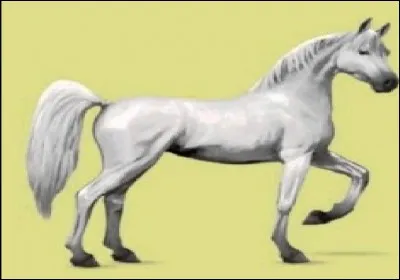 La race de chevaux la plus présente sur le jeu est la race :