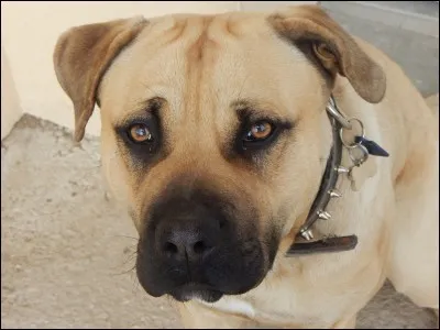 Un énorme chien dangereux te menace, que fais-tu ?