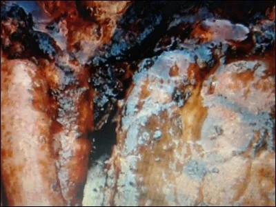 Le zikiro est un plat contenant des haricots blancs, de l'ail et des piments. À base de quelle viande est-il ?