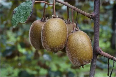 Le kiwi de l'Adour quant &agrave; lui, obtint la certification "label rouge" en 1992. Puis, il b&eacute;n&eacute;ficia &eacute;galement de la certification "IGP". En quelle ann&eacute;e ?