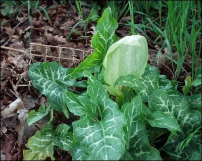 Quelle est cette plante portant le nom d'un vêtement de la Sainte-Vierge ?