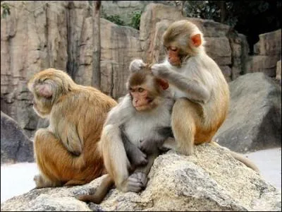 Ce singe est un ...