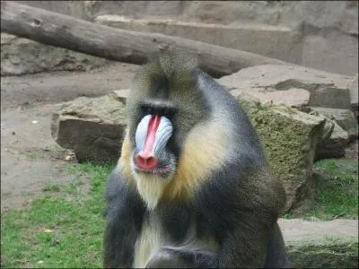 Ce singe est un ...