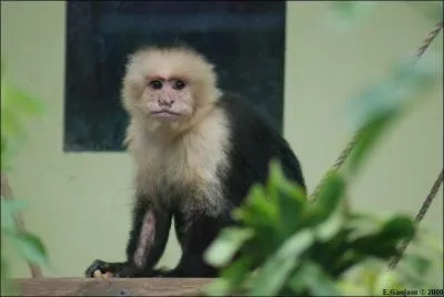 Ce singe est un ...