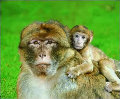 Ce singe est un ...