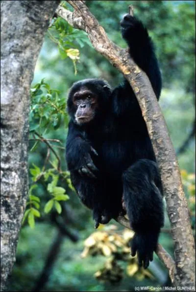 Ce singe est un ...