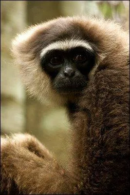 Ce singe est un ...