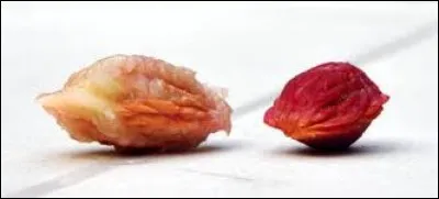 Certains fruits sont à noyau. Que désigne aussi ce terme ?