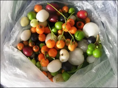 Hormis les petits fruits que l'on consomme, que désigne aussi le mot "baie" ?