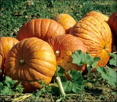 Quel est le dessert traditionnel des Polynésiens ?