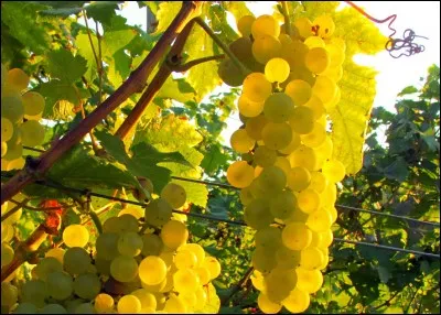 La blanquette, outre le vin de Limoux ou le ragout de veau est aussi une variété de raisin. Comment se nomme-t-elle également ?