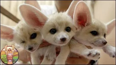 Ton animal préféré est...