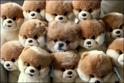Combien compte-tu de peluches sur cette photo ?