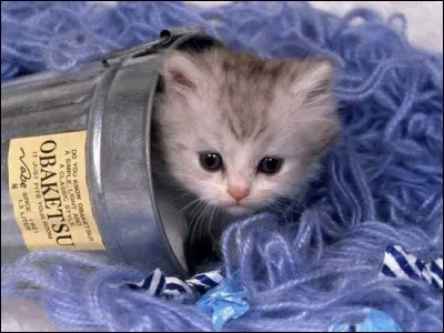 Qu'est-ce qui n'est pas un animal mais que l'on appelle également "chaton" ?