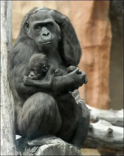 Qui a écrit le roman "La Planète des Singes" ?