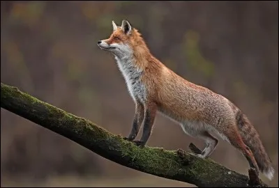 Trouve la bonne rime d'une fable de La Fontaine : Et bonjour Monsieur du Corbeau, comme vous êtes joli, ...
