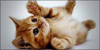 Comment s'appellent les bébés du chat ?