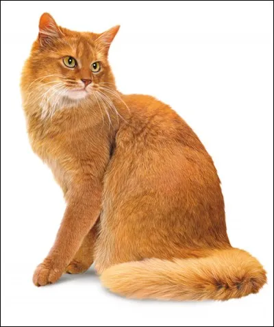 Quel est le record de vie du chat ?