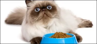 Combien de repas a le chat en une journée ?