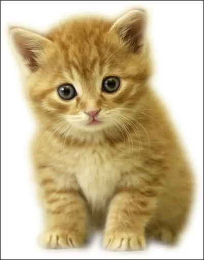 Chez la femelle du chat, combien de temps dure la gestation ?