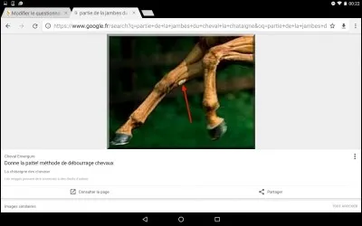 Quel est le bon mot pour désigner la petite "partie de peau dure" sur la jambe du cheval ?