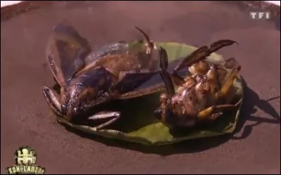 Sandro et Claire ont gagné l'épreuve des insectes. Quelle était leur récompense ?