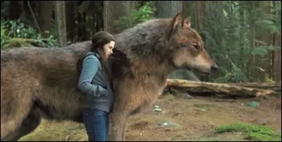 De quoi se nourrissent-ils ?