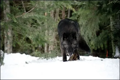 Que signifie ''bêta'' ?