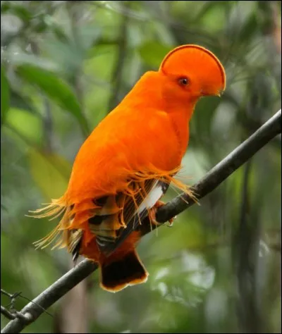 C'est un oiseau très particulier, dont il existe plusieurs variantes de couleurs, oui mais où ?