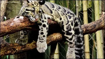 On appelle cette panthère, nébuleuse ou longibande, il vous faudra beaucoup de patience et de discrétion pour l'apercevoir ...