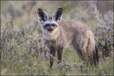 Canidé de savanes arides, où pouvez-vous le voir ?