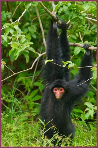Attention au piège, trouvez le pays correspondant à l'animal !
