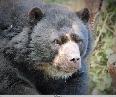 C'est le seul ours au monde capable de construire un nid dans un arbre, où peut-on le trouver ?