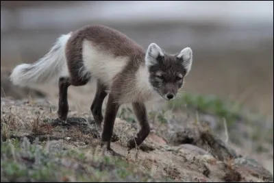 Durant l'hiver, il devient tout blanc, où peut-on le voir ?