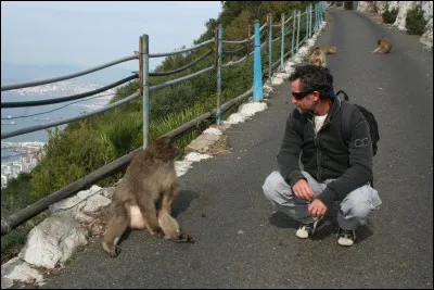 Espiègles et voleurs, grimpez sur le rocher si vous voulez les voir !