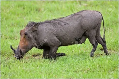 Une mauvaise réponse vous jouera un tour de cochon, identifiez le pays !