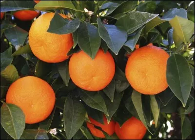 Quel pays est le premier producteur mondial d'oranges ?