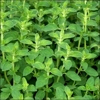 Comment l'origan est-il également appelé ?