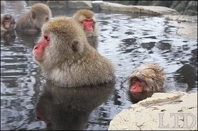 Certains macaques se réfugient dans des sources thermales, lorsque la température chute au-dessous de -5°. Dans quel pays ?