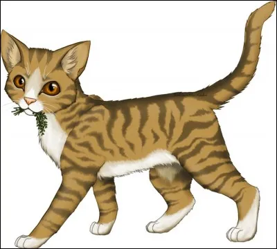 Aimes-tu les chats ?