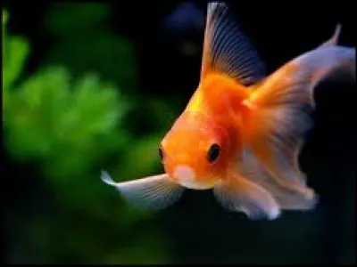 Le poisson rouge le plus vieux du monde s'est &eacute;teint &agrave; l'&acirc;ge de 43 ans.