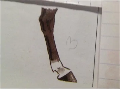 Comment s'appelle cette balzane ?