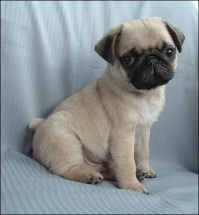 Quelle est cette race de chien ?