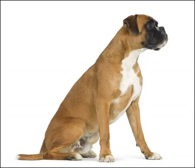 Quelle est cette race de chien ?