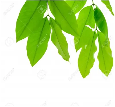 Golo Mizer a 59 feuilles. Il en donne 26 à sa sur. Combien a-t-il de feuilles maintenant ?