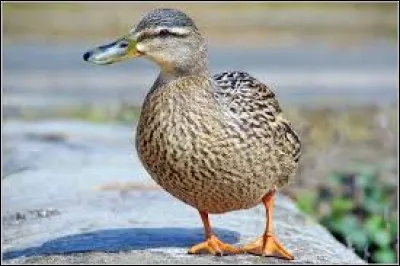 La femelle du canard est ...