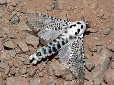 Z comme zeuzère du poirier - Où la larve se développe-t-elle ?