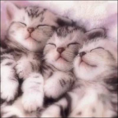 Qui sont les vrais parents de Feuille de Houx, Pelage de Lion et il de Geai ?