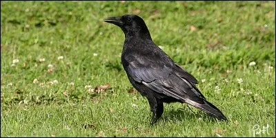 Quel est cet oiseau ?