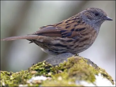 Quel est cet oiseau ?